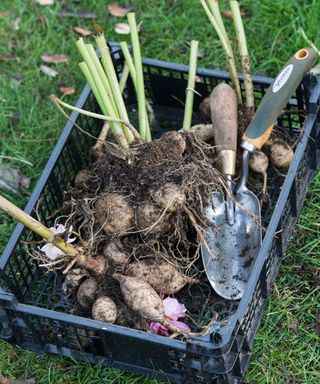 digging up dahlias tubers for storing inside over winter