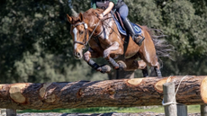 Eventing governing bodies are allowing dark breeches to be worn in all phases.