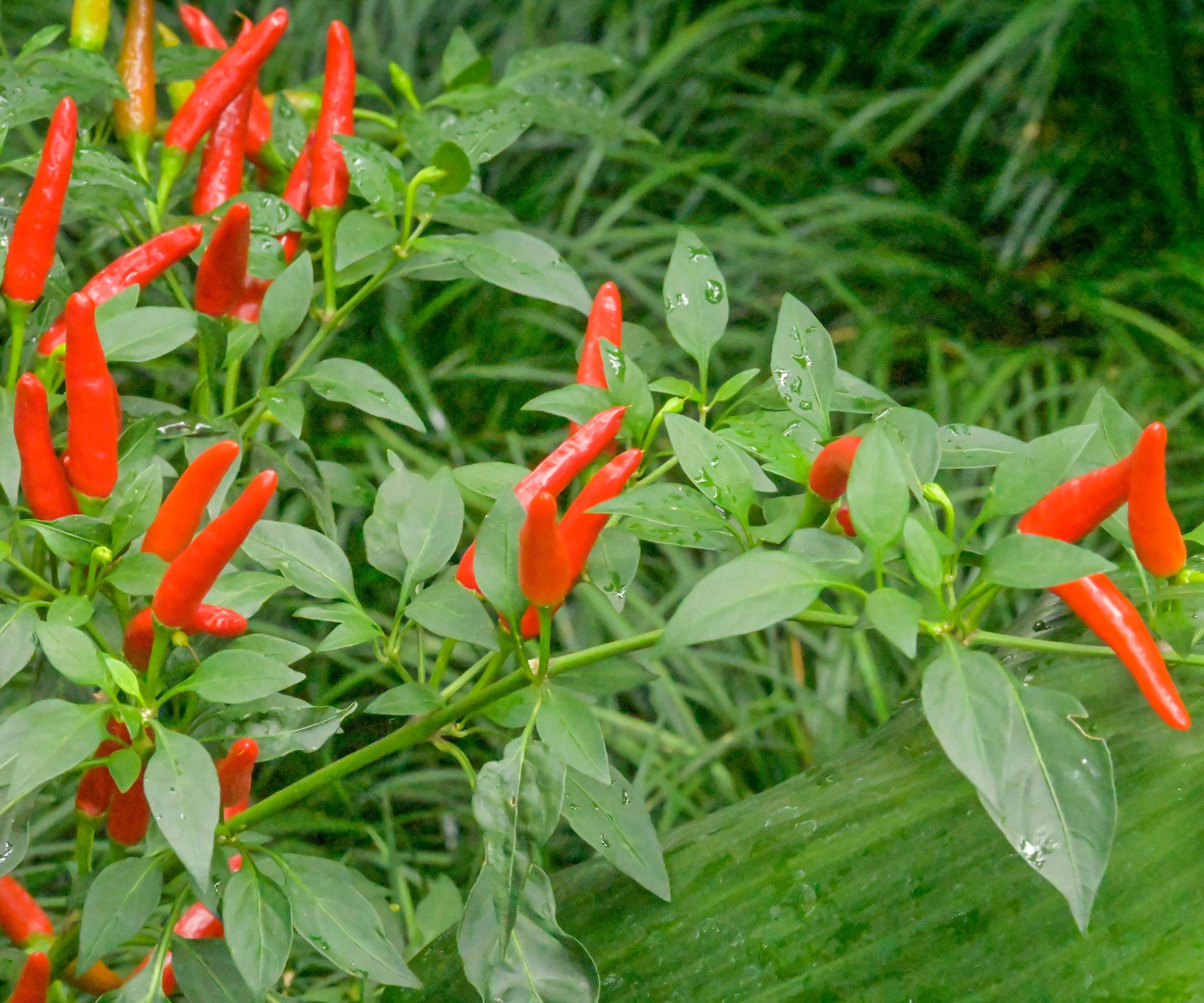 chili pepper plant with bright red fruits in green tub