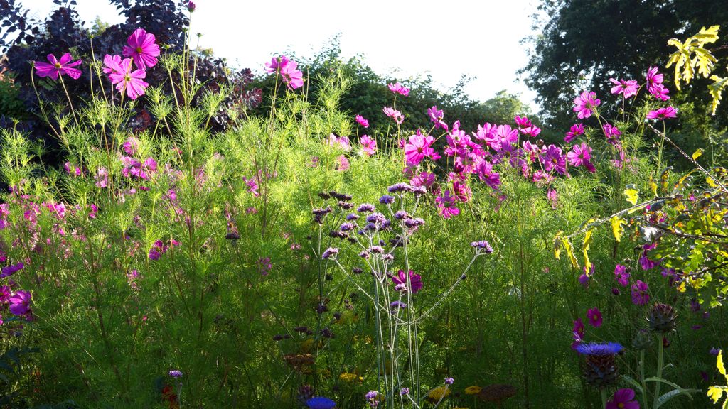 How to grow cosmos expert tips on when and where to plant