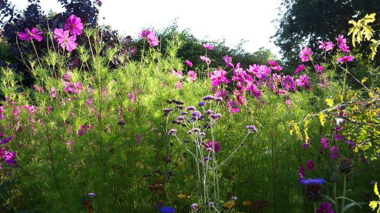 how to grow cosmos pink flowers