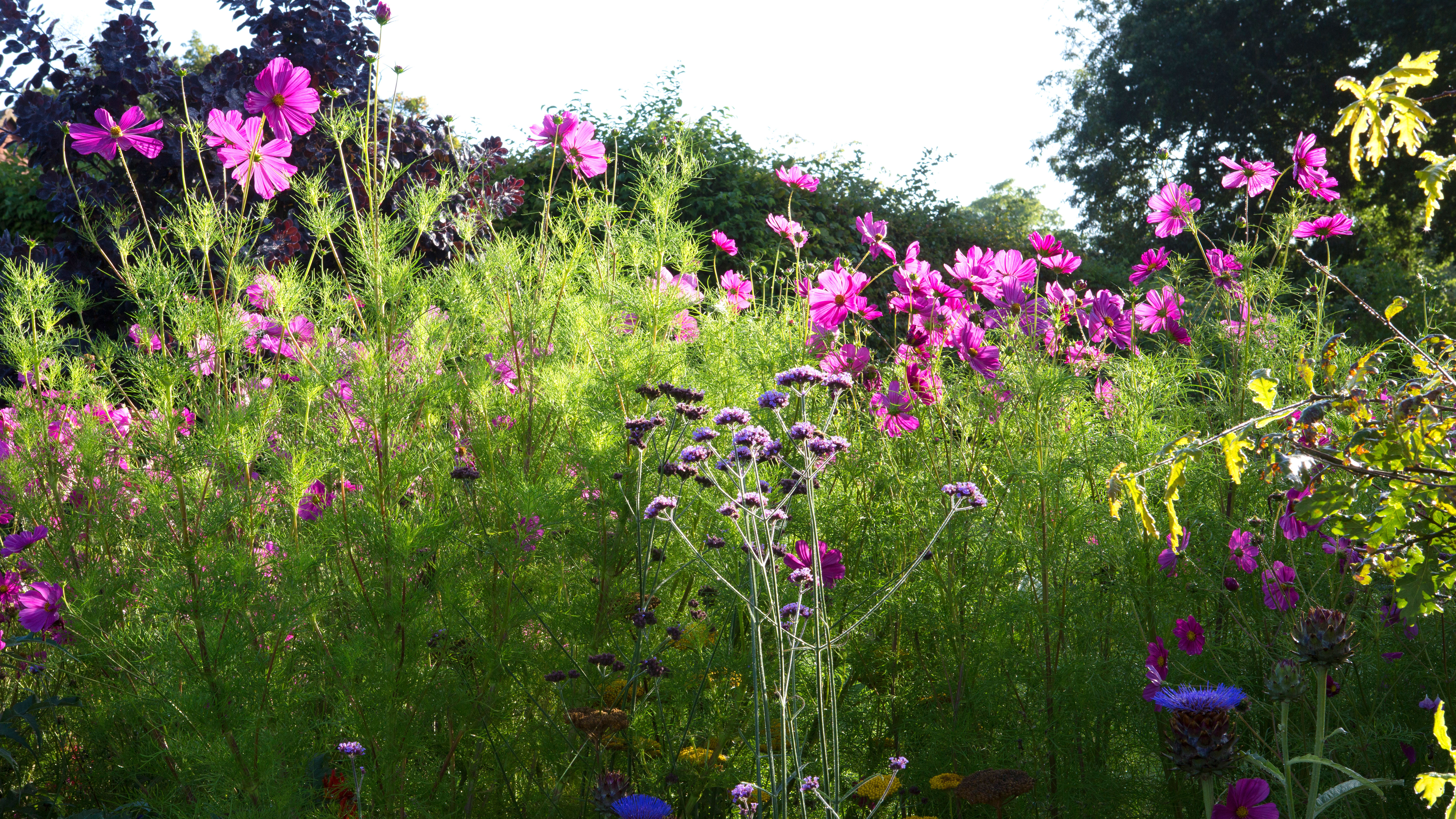 How to grow cosmos top tips for growing colorful blooms   Country  