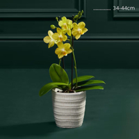 Yellow Miniature Phalaenopsis Orchid in Ceramic Pot: £20 at Marks and Spencer