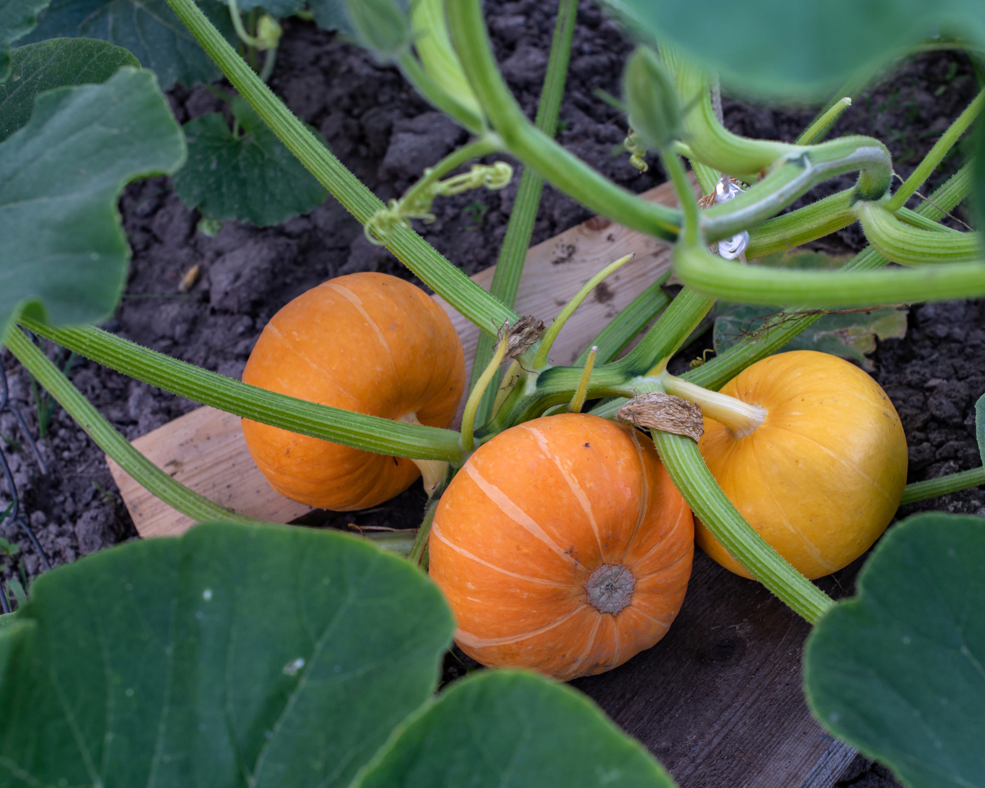 pumpkins placed on wood to stop them rotting
