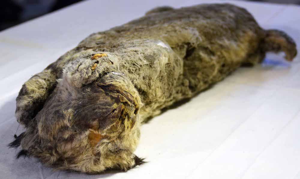 Ice age cat mummy