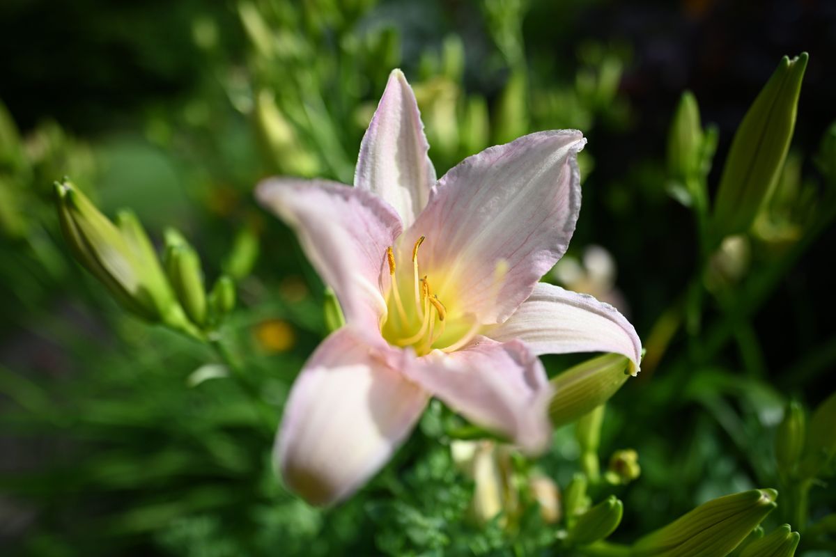 Nikon Z 20mm f/1.8 S sample image
