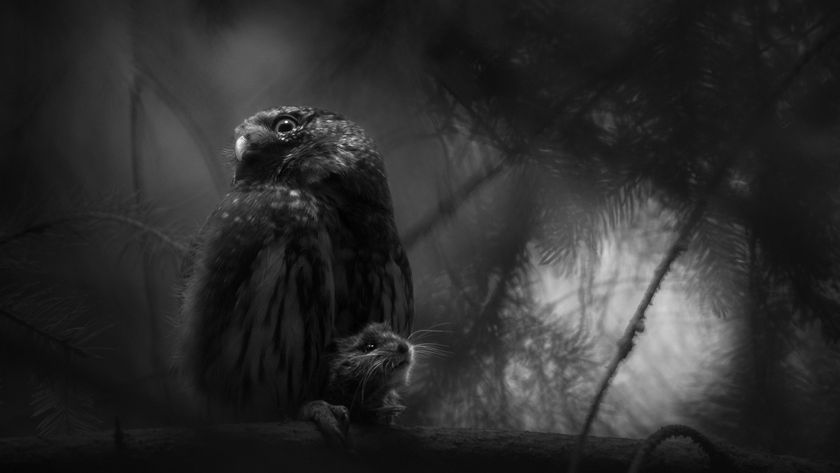 A black-and-white image shows an owl perched on a branch with a small rodent. The scene is shadowy and atmospheric, evoking a calm, mysterious mood