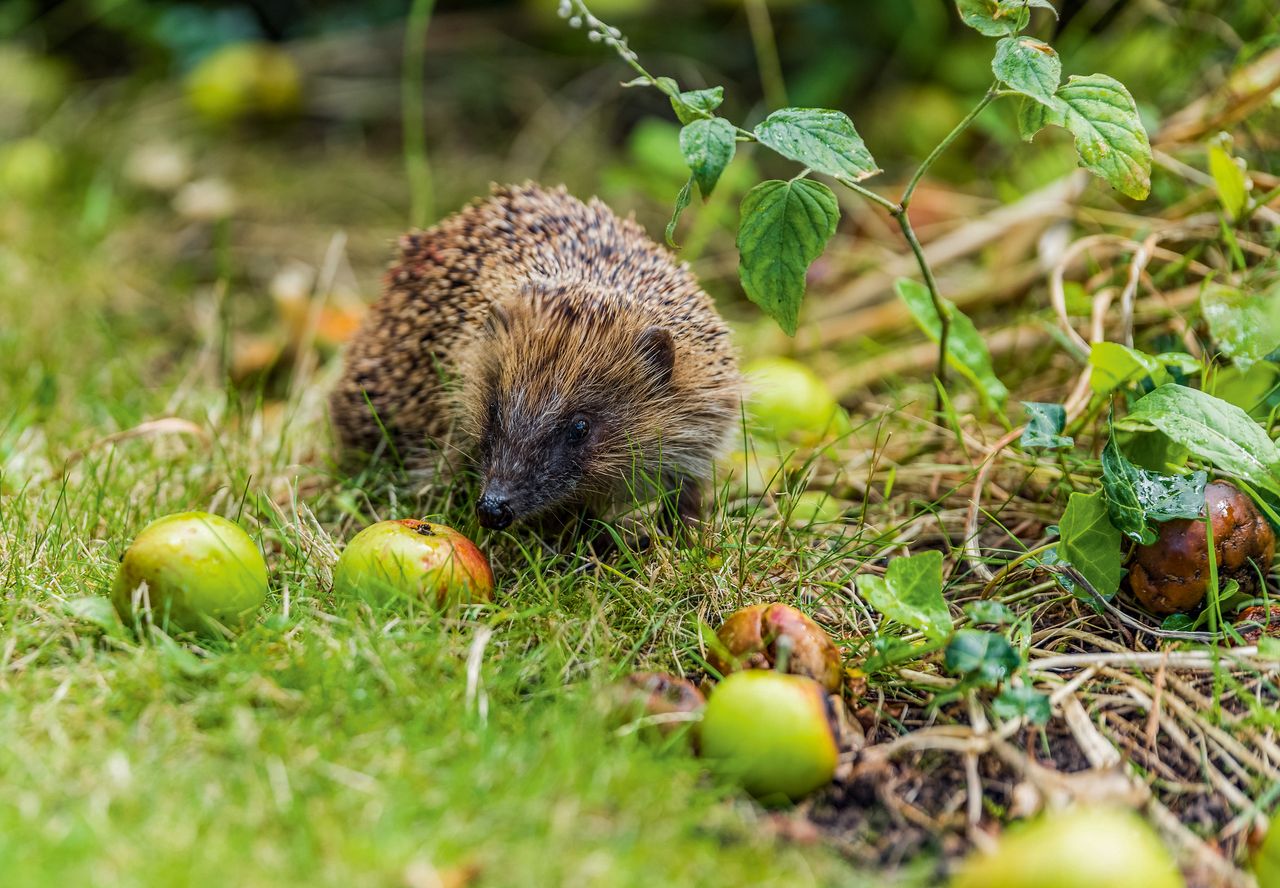 wildlife friendly garden