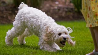 Dog barking at child