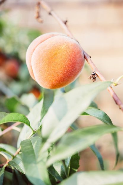 Orange Intrepid Peach Tree