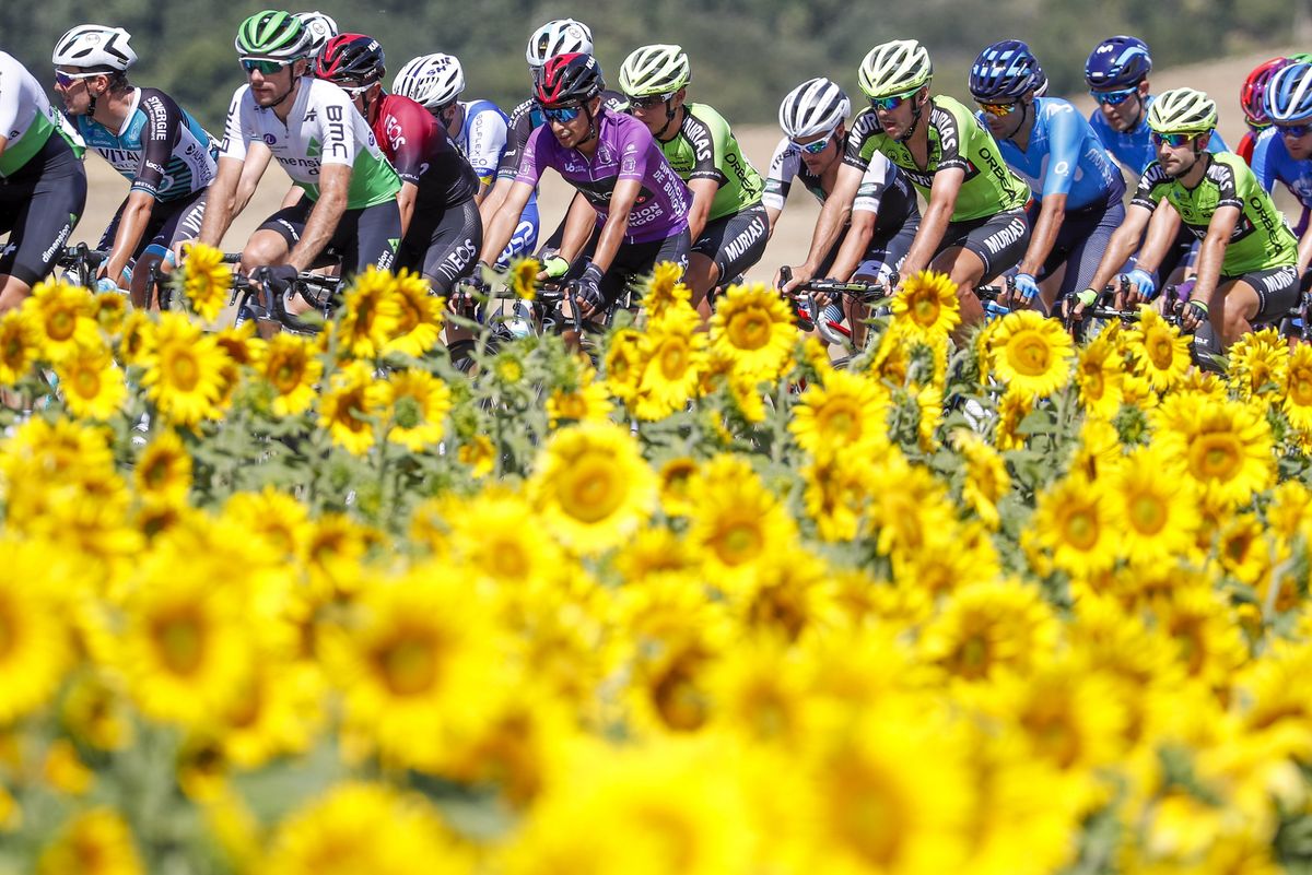 The 2019 Vuelta a Burgos peloton rides through the sunflowers