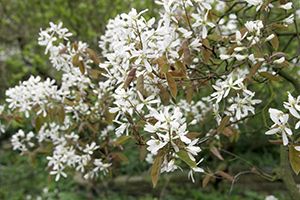 amelanchier lamarckii