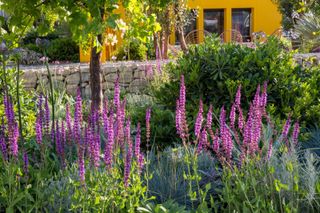 Mediterranean climate garden with drought tolerant plants and Salvia nemorosa