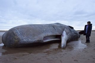 A little girl stands next to a sperm whale that died after becoming stranded on a beach between Old Hunstanton and Holme on Feb. 5, 2016, in Hunstanton, England. The whale was the 29th to have died after beaching in Europe over a two-week period. 