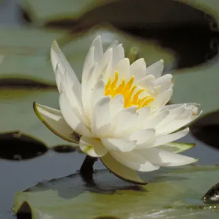 A white water lily on a lily pad