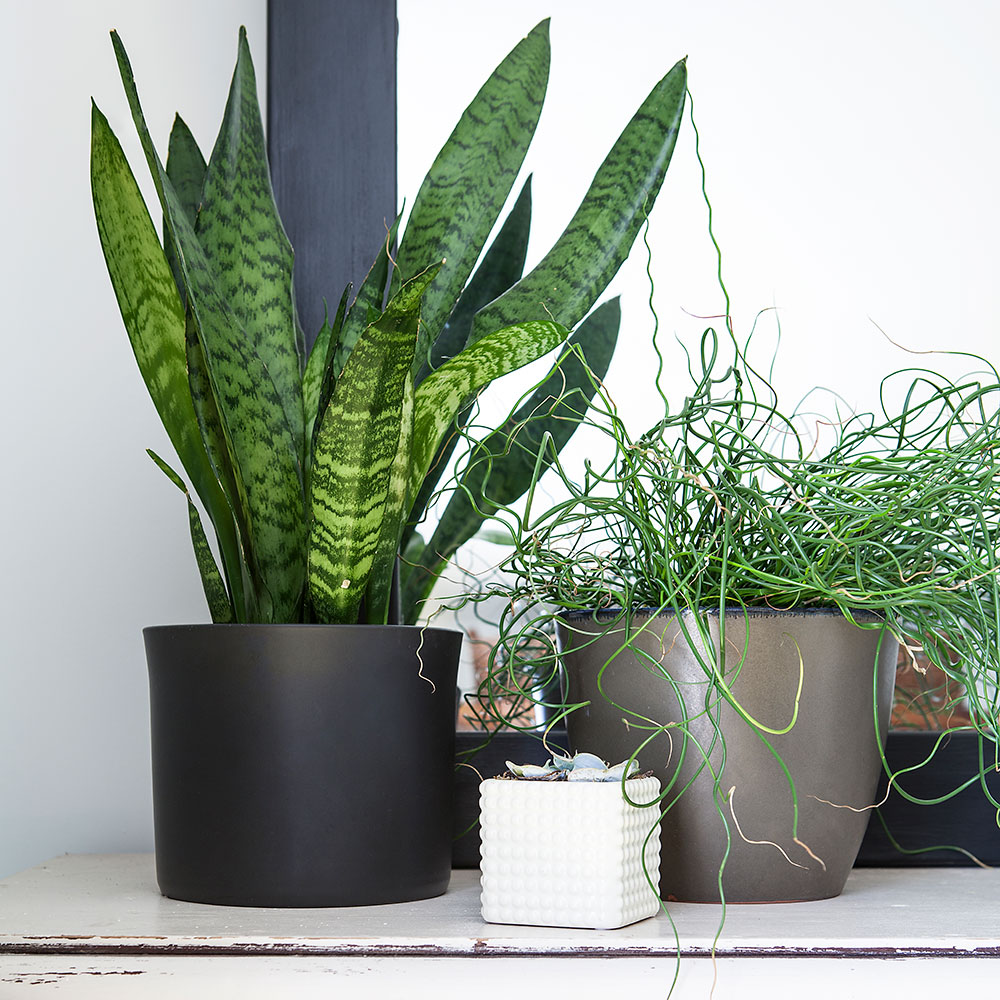 bedroom with white wall and plants