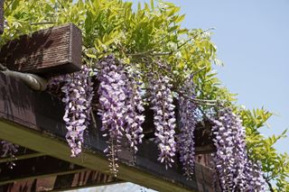 wisteria growing over a pergola roof