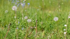 Long uncut grass with wildflowers