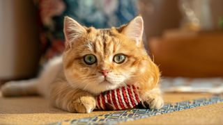 Ginger cat with toy