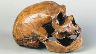 A photo of a brownish Neanderthal skull on a white background