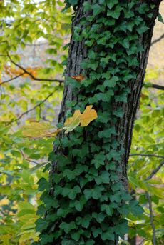 English Ivy Growing Up A Tree