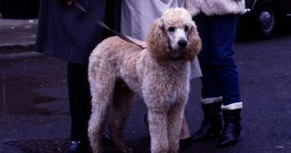Sharon and her Poodle, Roly, had exactly the same hairstyle in the 1980s so they looked great together hanging around the Queen Vic.