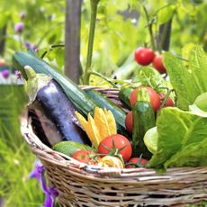 Basket of vegetables freshly harvested from garden