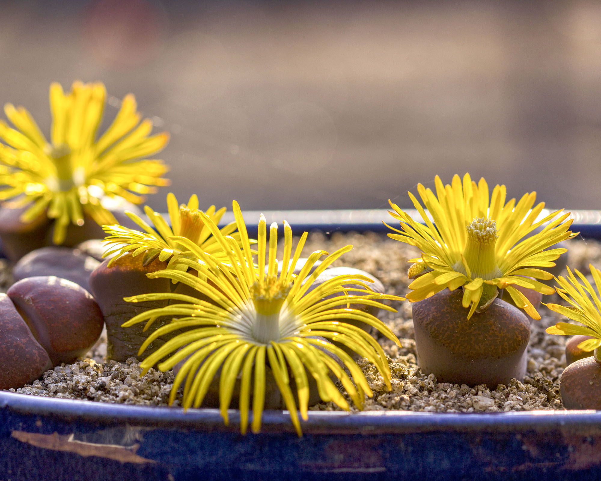 Lithops blooming with yellow flowers, in blue ceramic pot