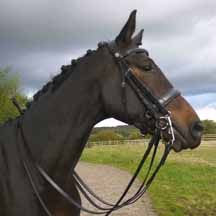 Silver_Crown_Dressage_Double_Bridle_webemailer.jpg
