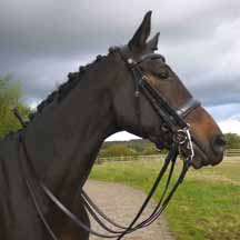 Silver_Crown_Dressage_Double_Bridle_webemailer.jpg