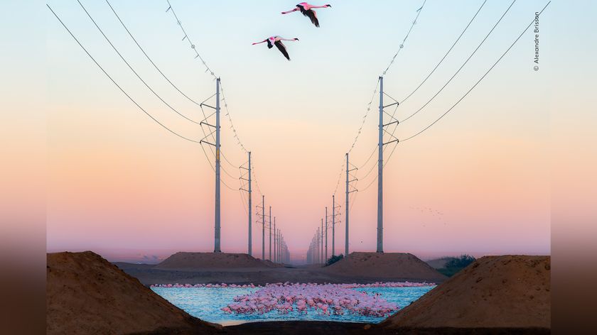 Two flamingos fly above a serene landscape with power lines, sand mounds, and a tranquil water body filled with more flamingos at sunrise