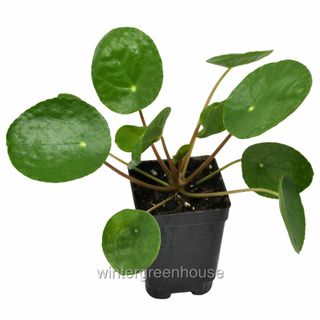 Pilea Peperomioides, Chinese Money Plant