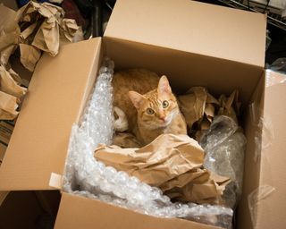 A ginger domestic cat in a cardboard box with bubble wrap