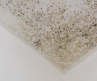 Ceiling mold
