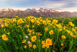 Yellow flowers in the foreground and a Wyoming purple mountain range in the background