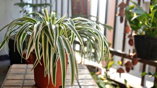 Spider Plant (Chlorophytum comosum) in the shade outside