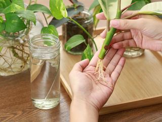 Hands holding a freshly rooted plant cutting next to a jar of water