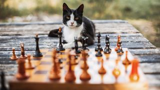 Portrait of cat sitting on wooden table with chess pieces in foreground