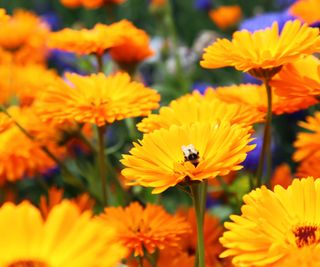 Fiori di Calendula officinalis gialli e arancioni simili a margherite.