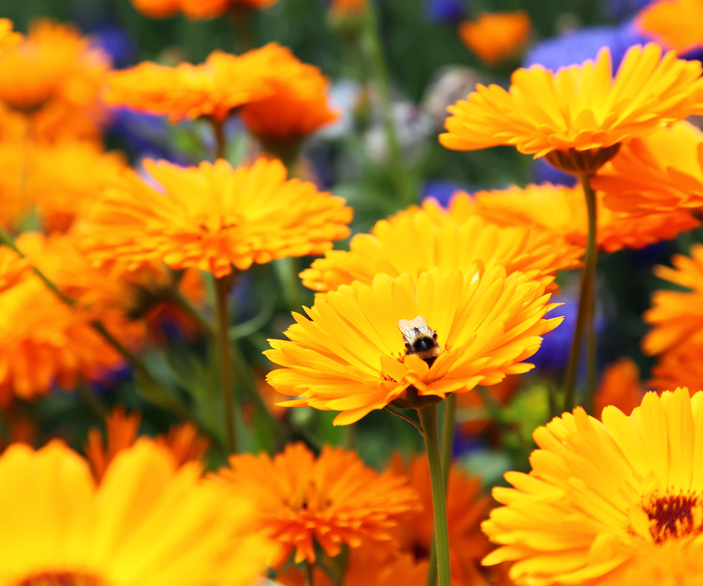 calendula flowers with orange blooms and bee