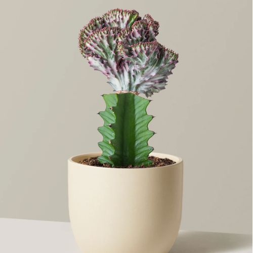 The Sill mermaid cactus