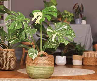 A green monstera plant with large leaves in a rattan pot