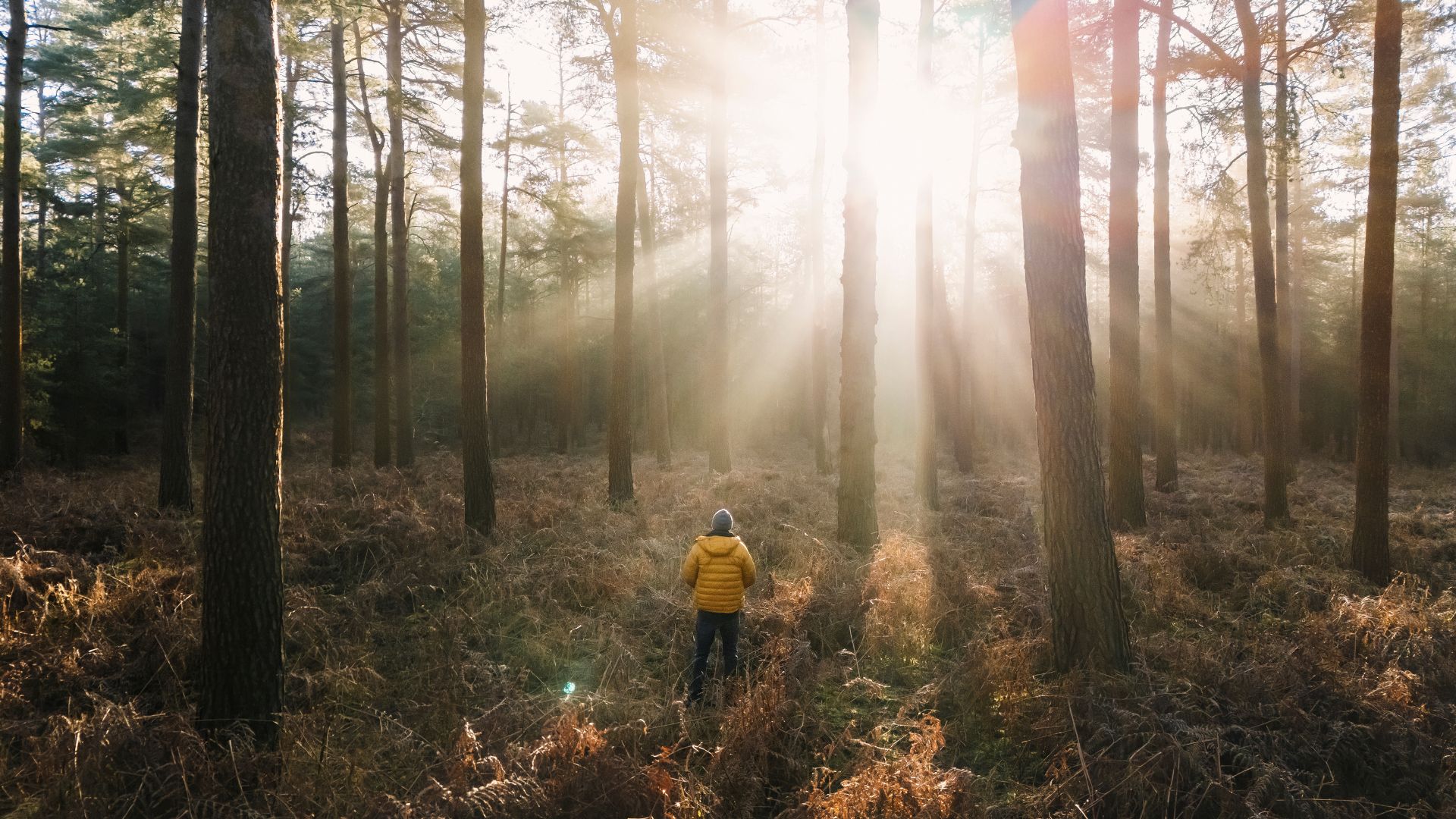 A person standing in a forest as morning sunlight streams through the trees.