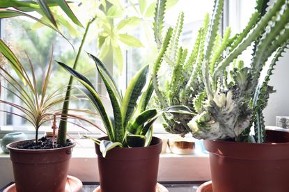 How often should you water houseplants?