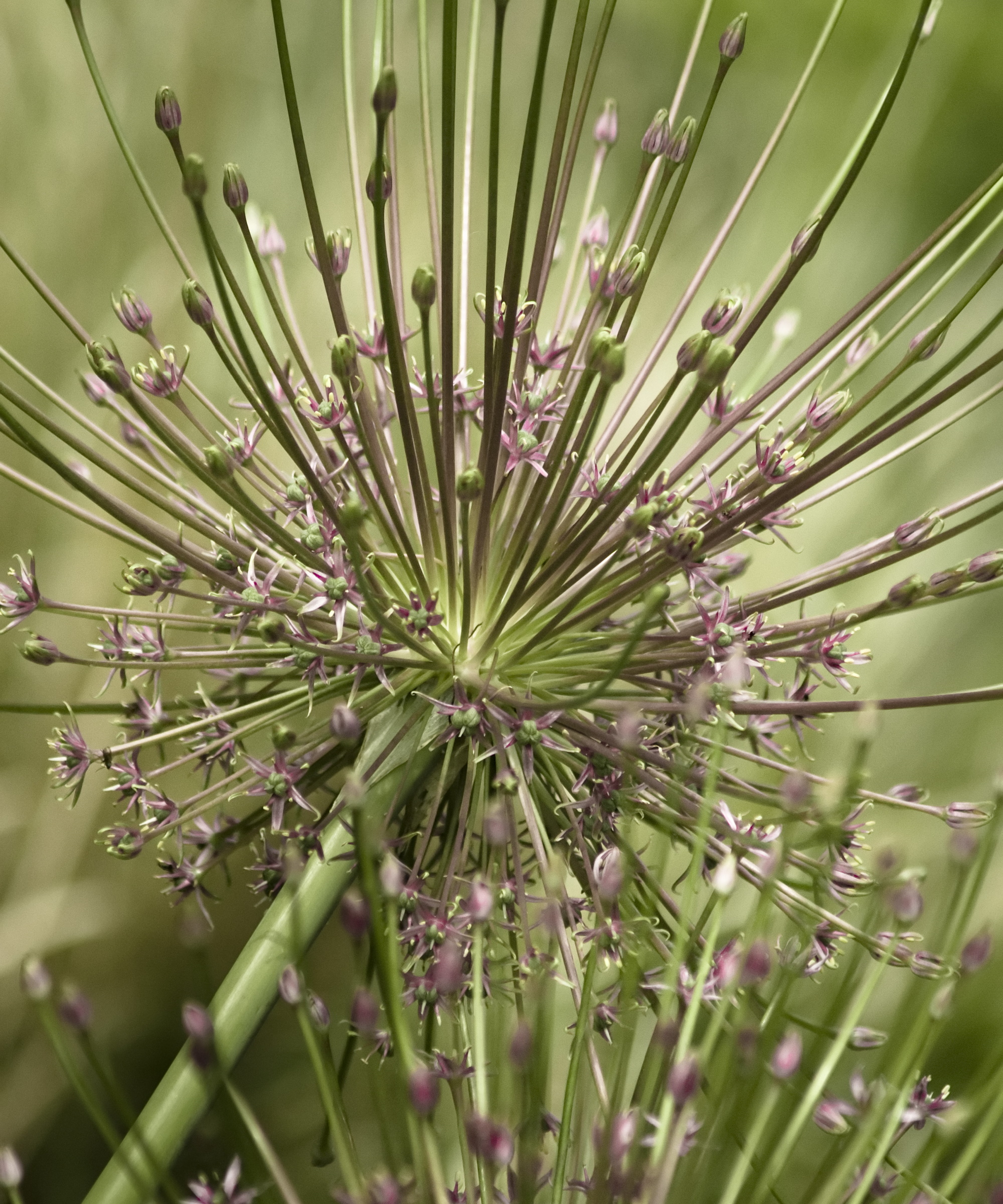 Allium schubertii