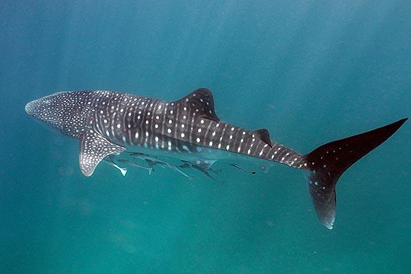 whale-shark-110421-02