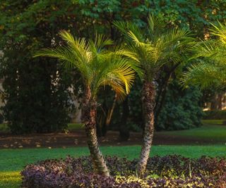 Palm trees in green garden in summer