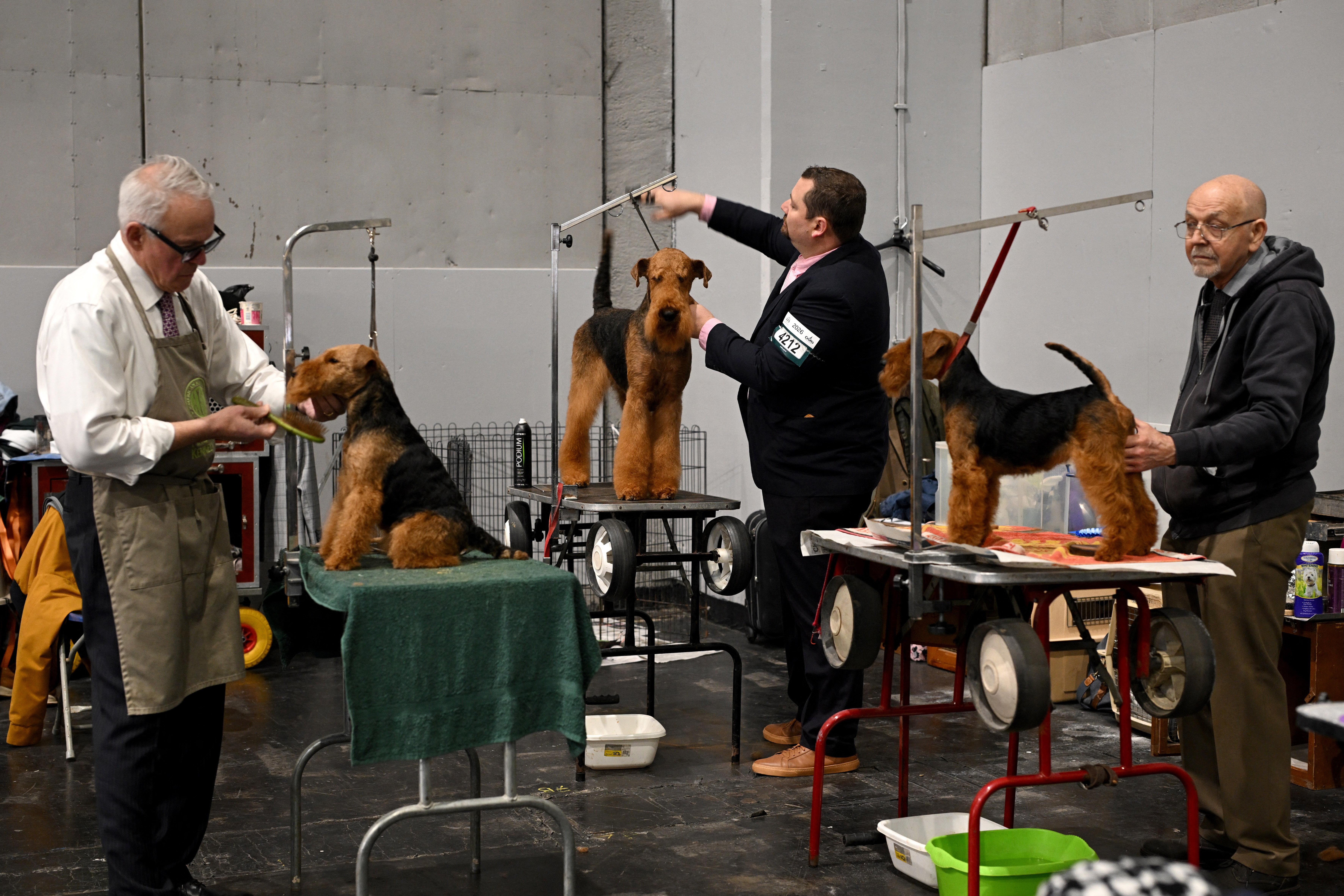 Dogs being groomed at Crufts