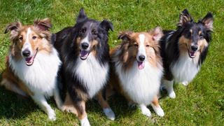 Shetland Sheepdog