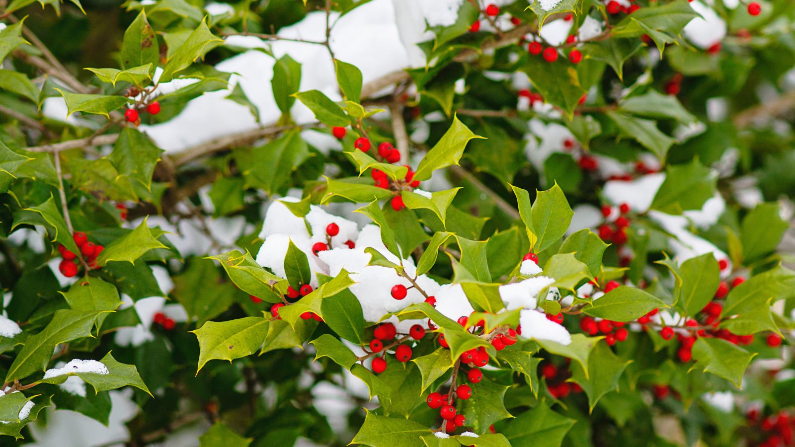 The American Holly (Ilex opaca) is also known as Christmas Holly, Yule Holly, Evergreen Holly, White Holly and Prickly Holly. This plant has sharp spine-tipped leaves and bright red berries.